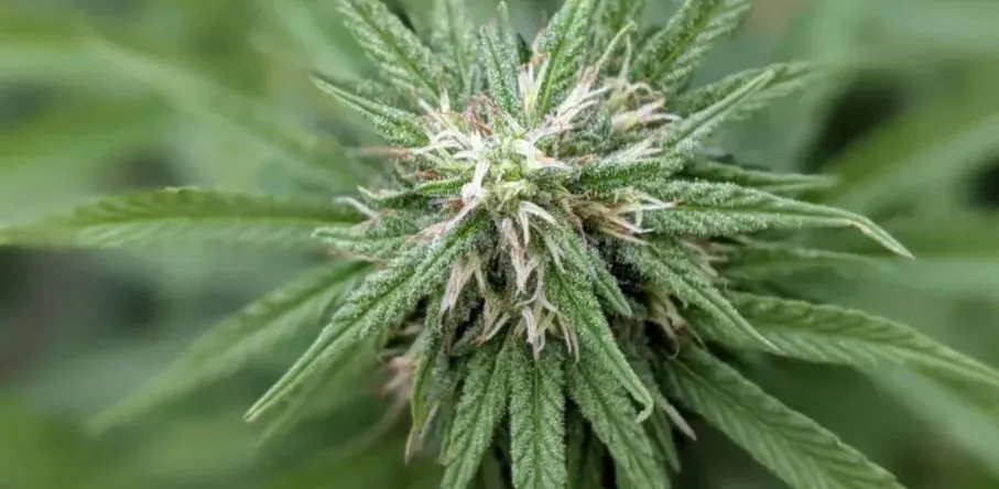 Cannabis y su regulacion